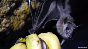 Bats in Guinea