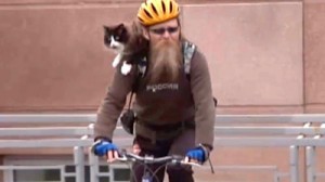 Cat rides