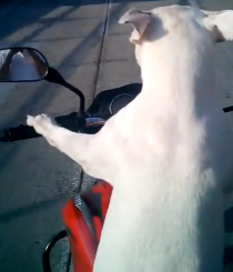 Dog rides cycle