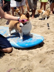 Dogs at beach