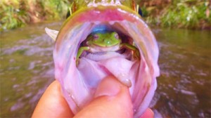 Frog in Fish