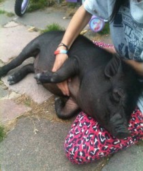 Pig mourned