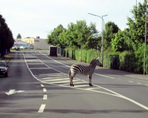 Zebra confused