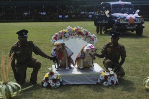 Sri Lanka Dogs Wedding