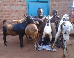 goat thieves