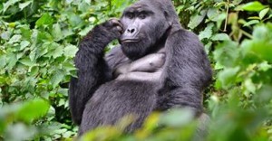 gorilla