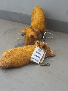 yellow pigs